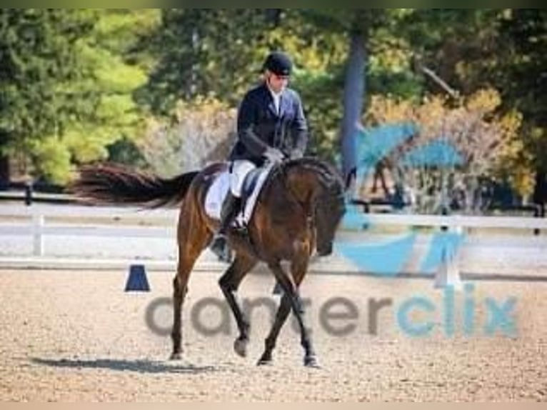 Thoroughbred Gelding 14 years 18 hh Bay-Dark in Summerville