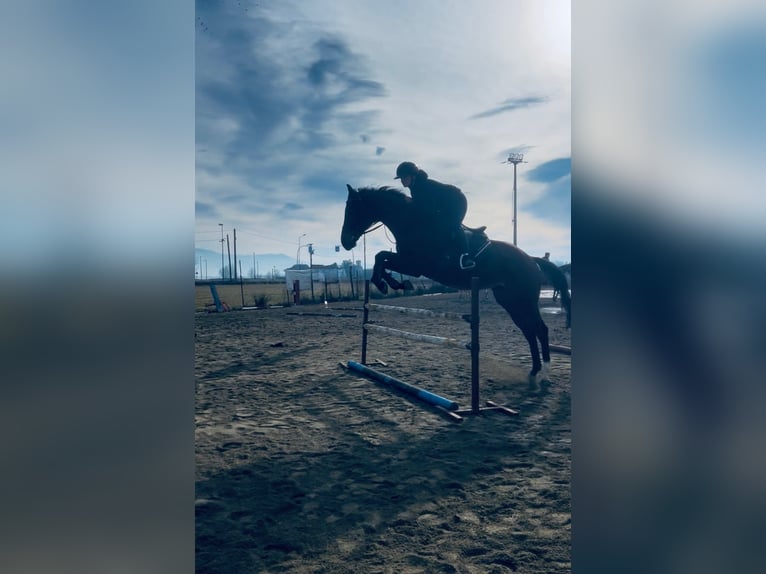Thoroughbred Gelding 14 years  in Torino