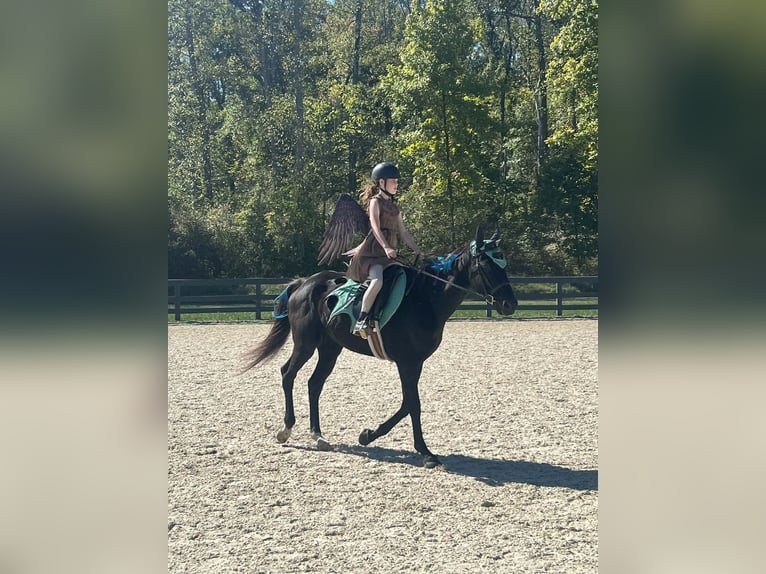Thoroughbred Gelding 15 years 16.1 hh Black in Haymarket