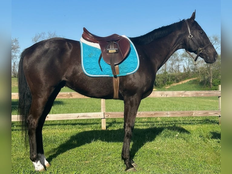 Thoroughbred Gelding 15 years 16.1 hh Black in Haymarket