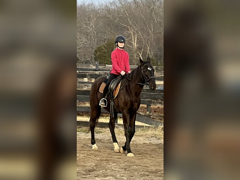 Thoroughbred Gelding 15 years 16.1 hh Black in Haymarket