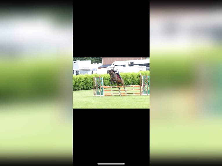 Thoroughbred Gelding 15 years 16,1 hh Brown in Dijon