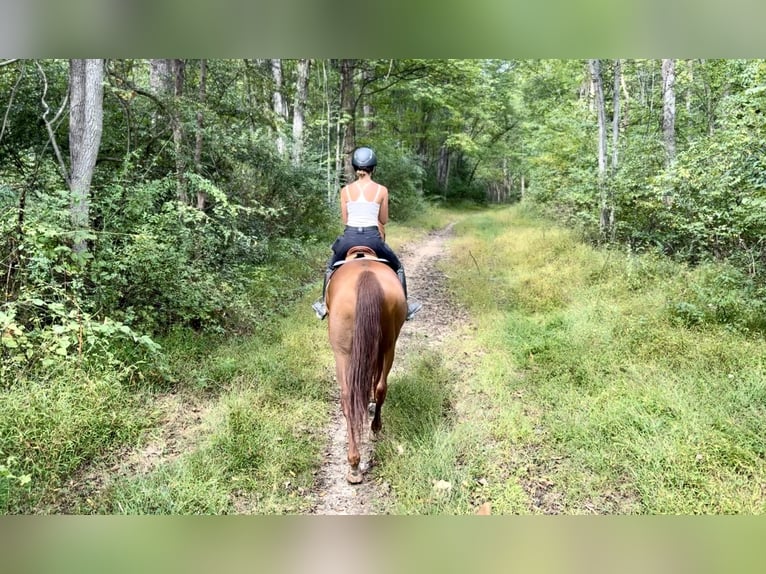 Thoroughbred Gelding 15 years 16,3 hh Chestnut in Gap