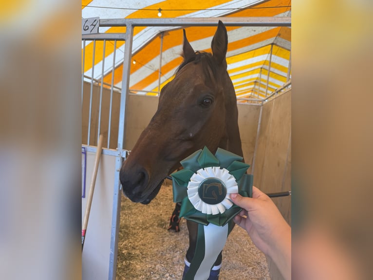 Thoroughbred Gelding 15 years 16 hh Bay-Dark in Boucherville