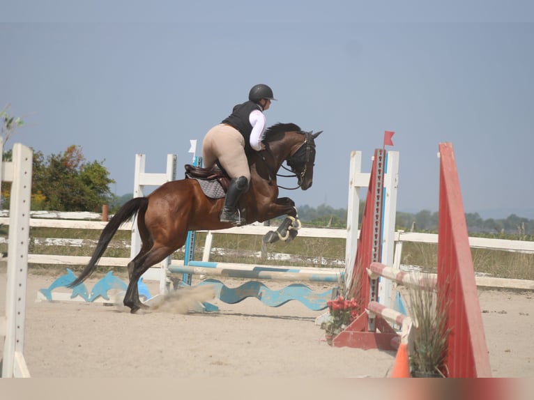 Thoroughbred Gelding 15 years 16 hh Bay-Dark in Boucherville