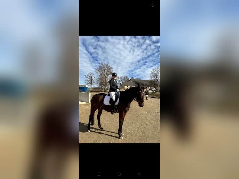 Thoroughbred Gelding 15 years 16 hh Brown in Graz Umgebung