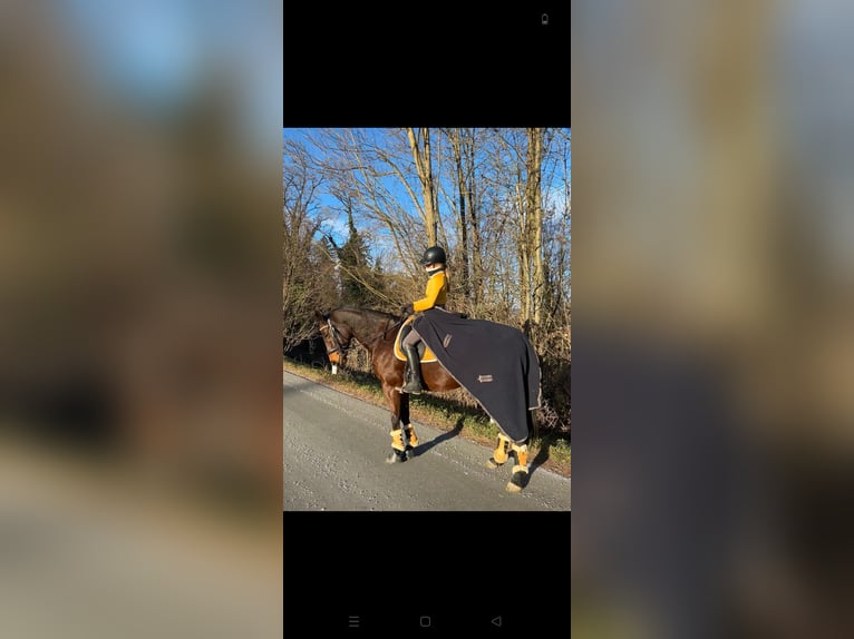 Thoroughbred Gelding 15 years 16 hh Brown in Graz Umgebung