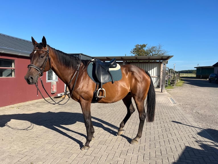 Thoroughbred Gelding 15 years 16 hh Brown in SonsbecK