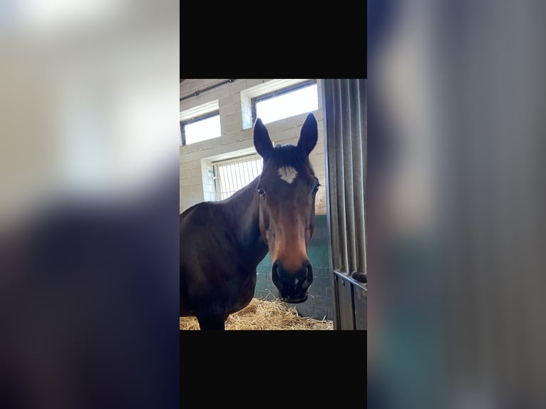Thoroughbred Gelding 15 years 16 hh Brown in Bielefeld
