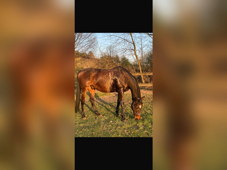 Thoroughbred Gelding 15 years 16 hh Brown in Bielefeld