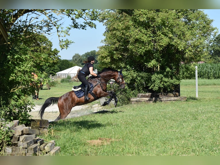Thoroughbred Gelding 15 years 16 hh Brown in Schweitenkirchen
