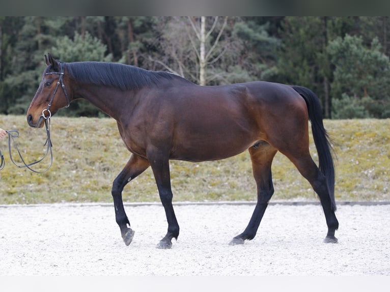 Thoroughbred Gelding 15 years 16 hh Brown in Schweitenkirchen