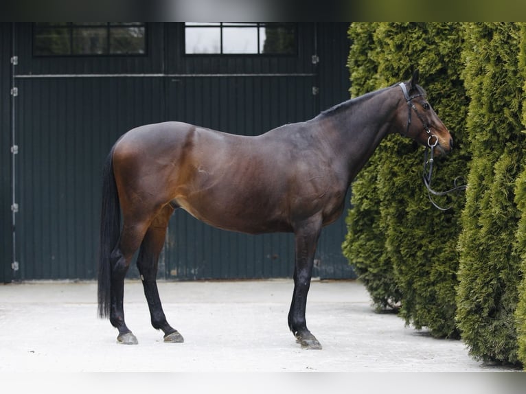 Thoroughbred Gelding 15 years 16 hh Brown in Schweitenkirchen