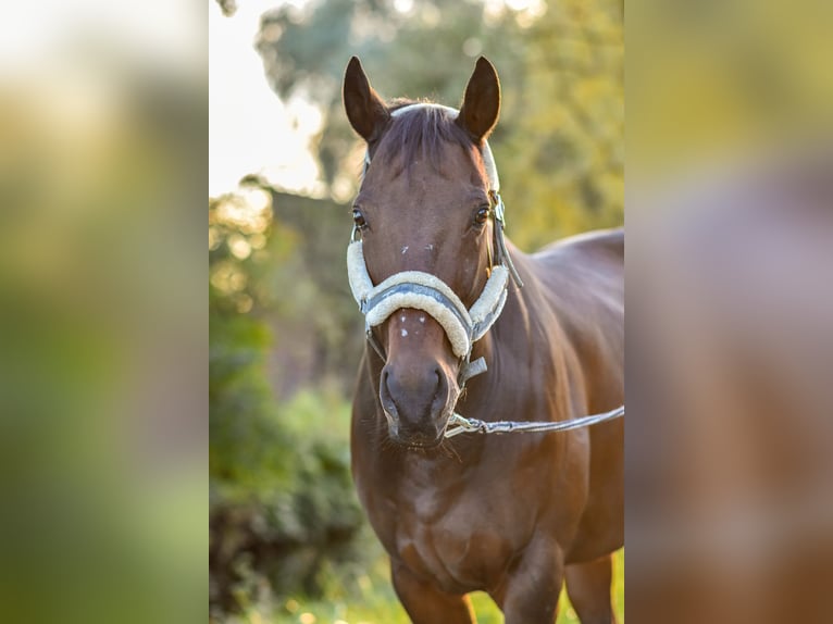 Thoroughbred Gelding 15 years 16 hh Brown in Schweitenkirchen