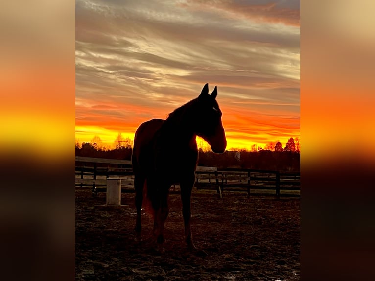 Thoroughbred Gelding 15 years 16,1 hh Black in Haymarket