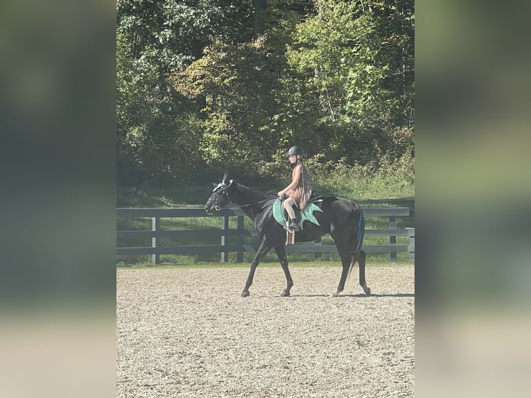 Thoroughbred Gelding 15 years 16,1 hh Black in Haymarket