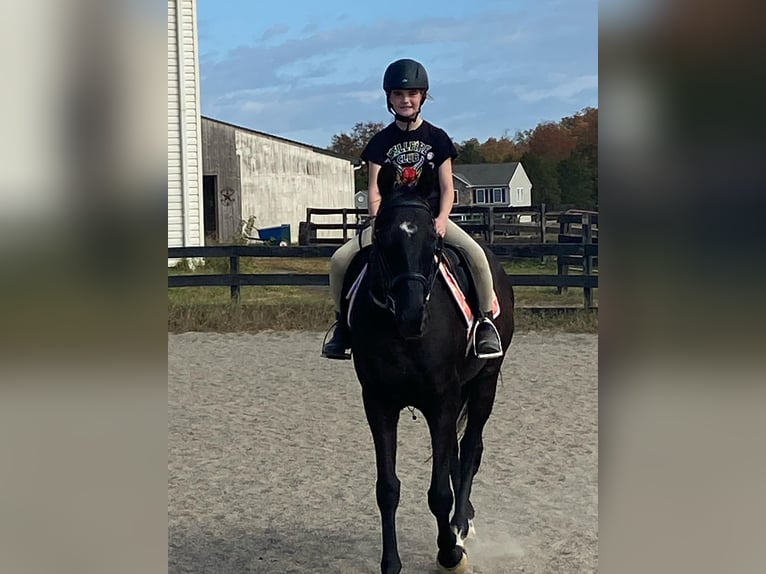 Thoroughbred Gelding 15 years 16,1 hh Black in Haymarket
