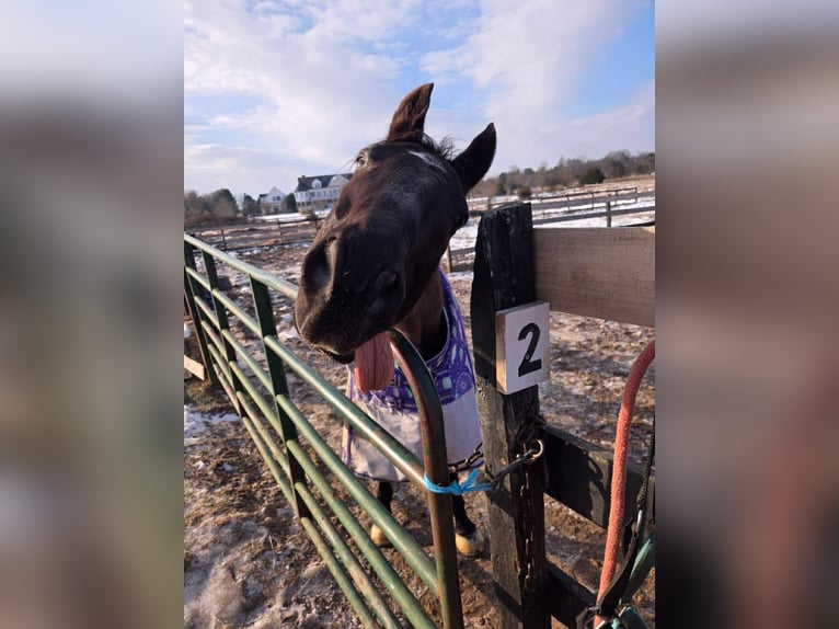 Thoroughbred Gelding 15 years 16,1 hh Black in Haymarket
