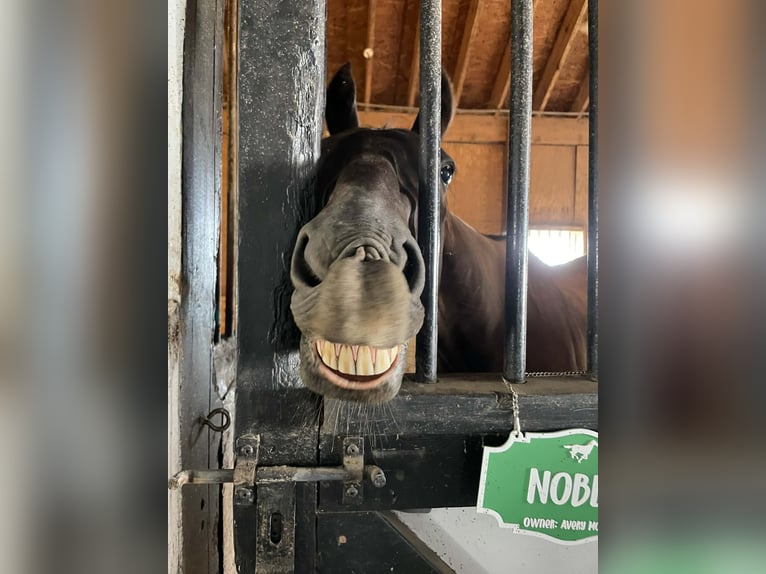 Thoroughbred Gelding 15 years 16,1 hh Black in Haymarket