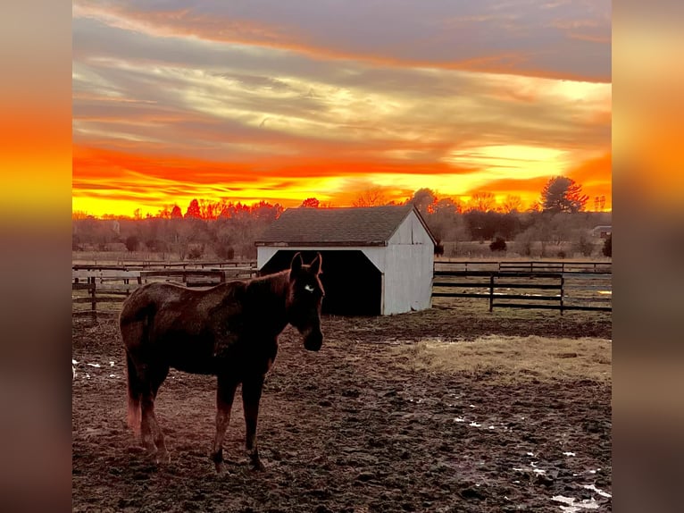 Thoroughbred Gelding 15 years 16,1 hh Black in Haymarket