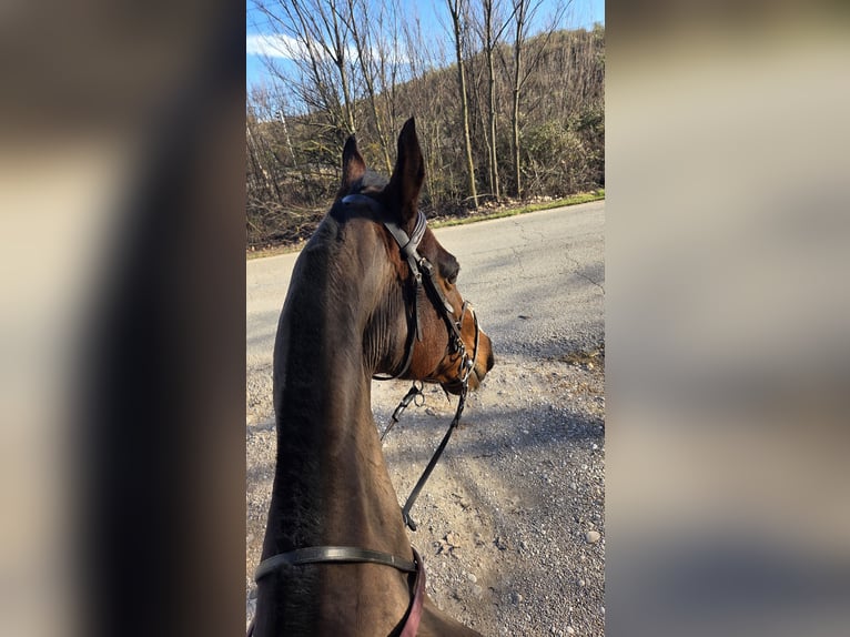 Thoroughbred Gelding 15 years 16,1 hh Brown in Aranjuez
