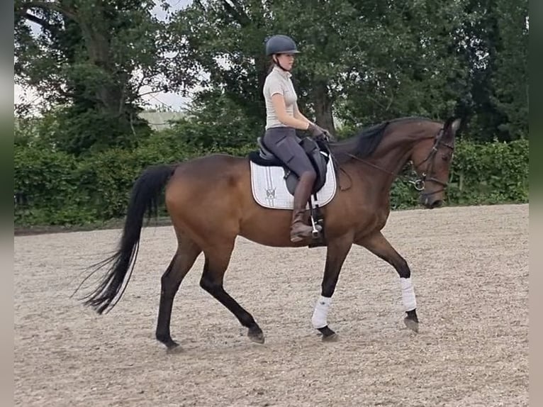 Thoroughbred Gelding 15 years 16,2 hh Bay-Dark in Billigheim-Ingenheim