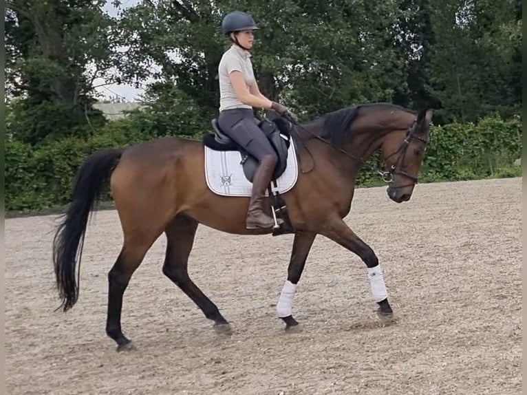 Thoroughbred Gelding 15 years 16,2 hh Bay-Dark in Billigheim-Ingenheim