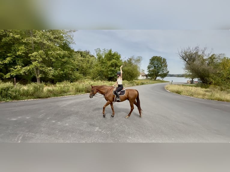 Thoroughbred Gelding 15 years 16,3 hh Chestnut in Gap