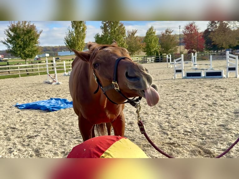 Thoroughbred Gelding 15 years 16,3 hh Chestnut in Gap