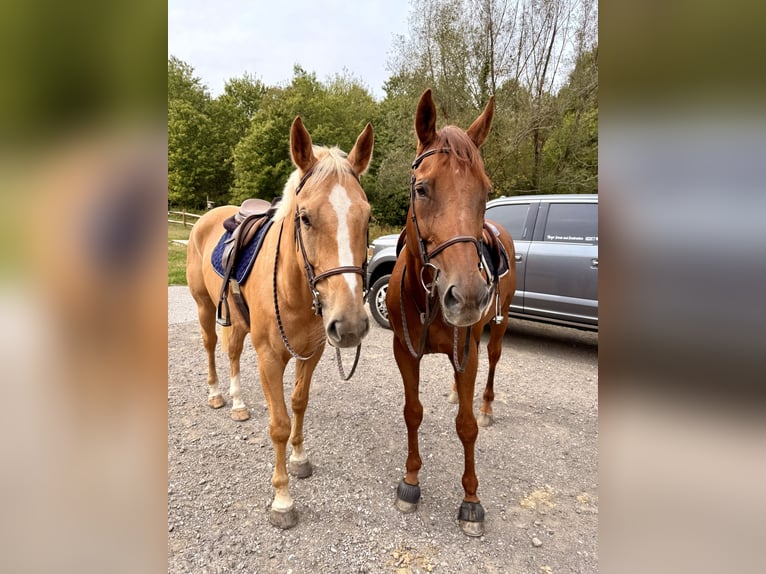 Thoroughbred Gelding 15 years 16,3 hh Chestnut in Gap
