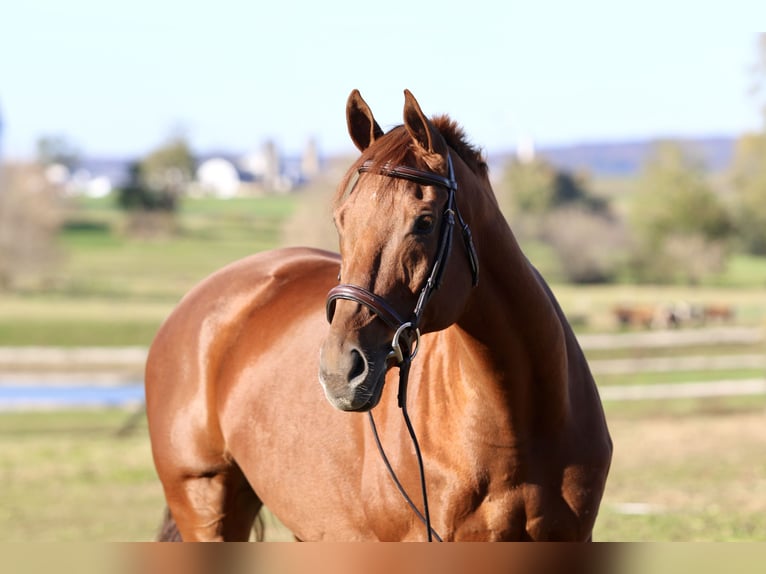 Thoroughbred Gelding 15 years 16,3 hh Chestnut in Gap