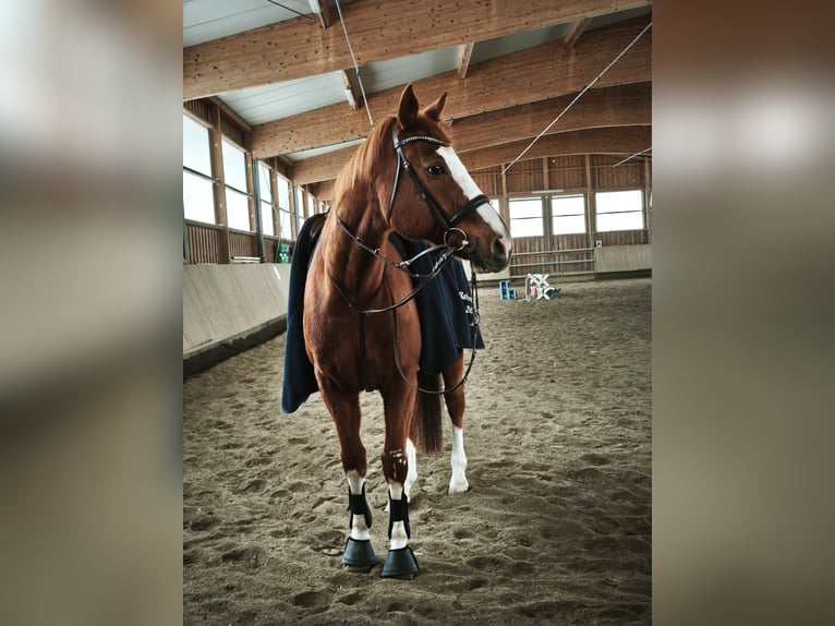 Thoroughbred Gelding 15 years 17 hh Chestnut-Red in Mühlhausen-Ehingen