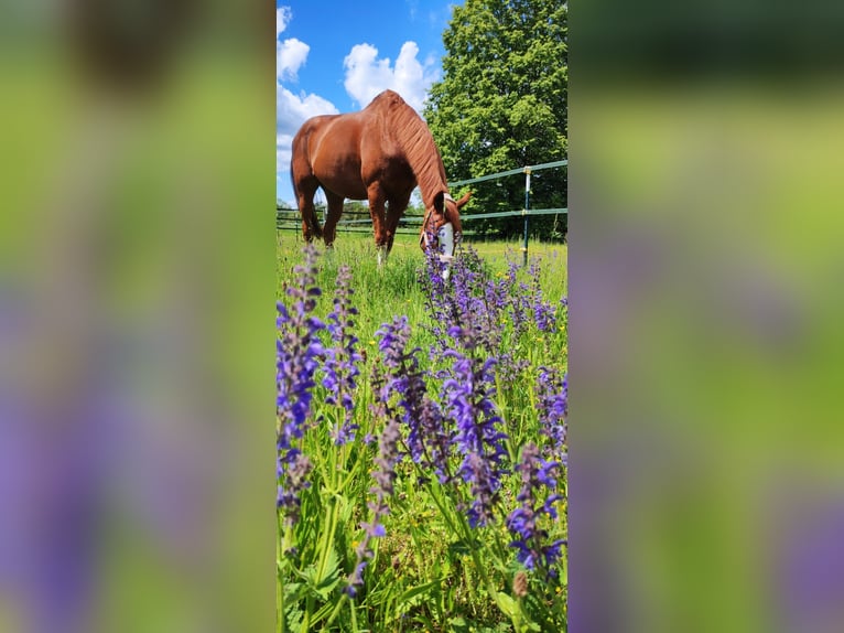 Thoroughbred Gelding 15 years 17 hh Chestnut-Red in Mühlhausen-Ehingen