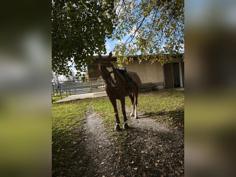 Thoroughbred Gelding 15 years 17 hh Chestnut-Red in Mühlhausen-Ehingen