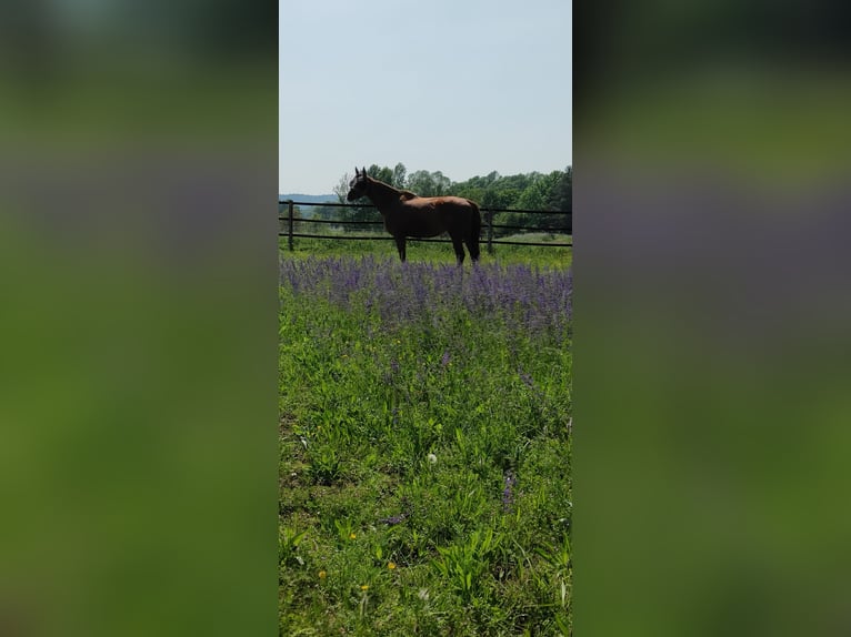 Thoroughbred Gelding 15 years 17 hh Chestnut-Red in Mühlhausen-Ehingen