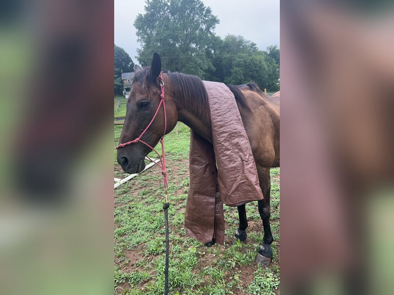 Thoroughbred Gelding 16 years 15 hh Bay-Dark in finksburg maryland