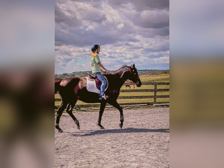 Thoroughbred Gelding 16 years 15 hh Bay-Dark in finksburg maryland