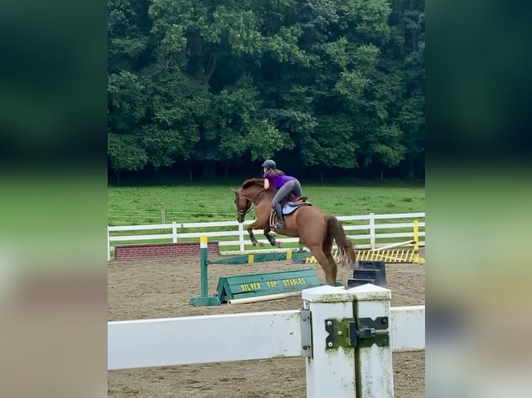 Thoroughbred Gelding 16 years 16.3 hh Chestnut in Gap