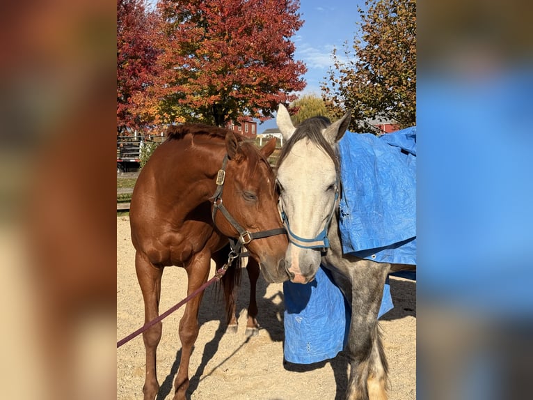 Thoroughbred Gelding 16 years 16.3 hh Chestnut in Gap