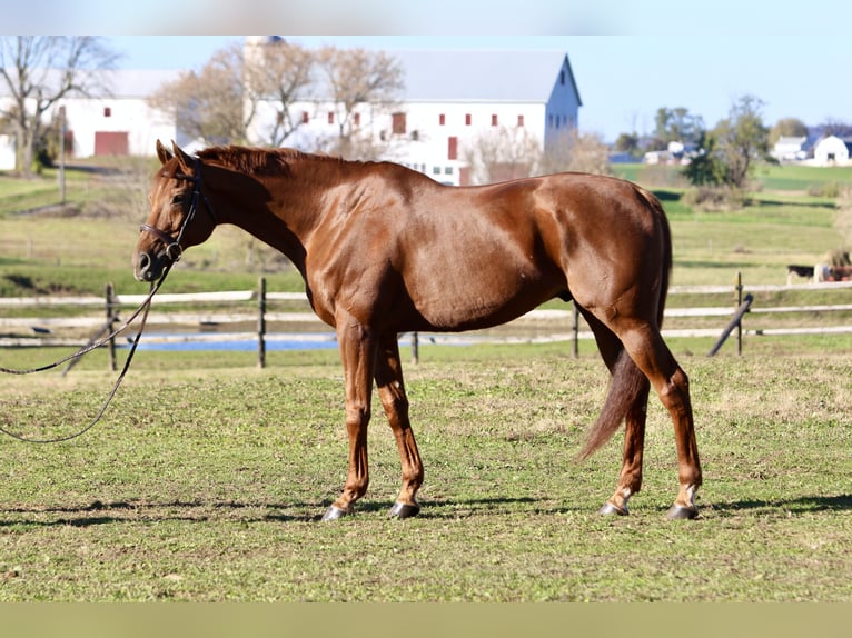 Thoroughbred Gelding 16 years 16.3 hh Chestnut in Gap