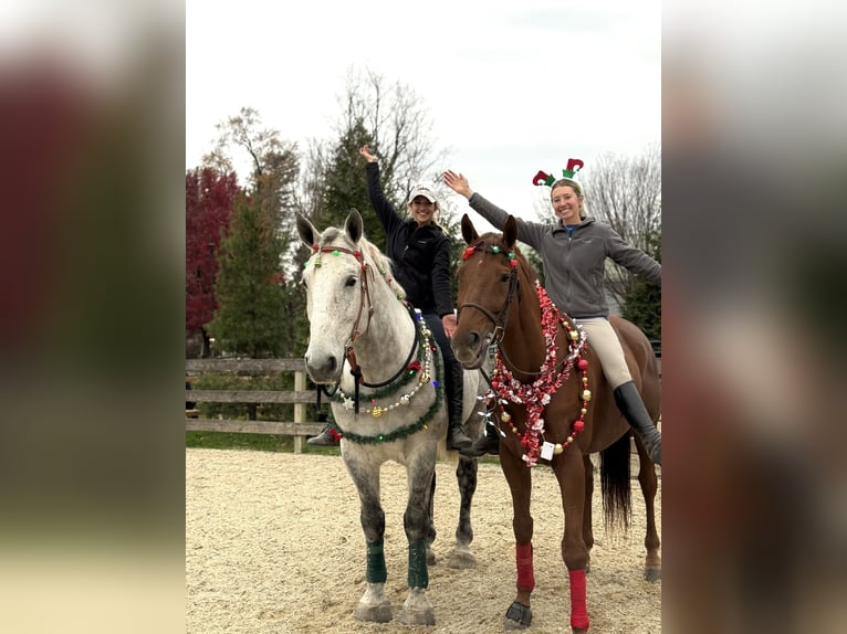 Thoroughbred Gelding 16 years 16.3 hh Chestnut in Gap
