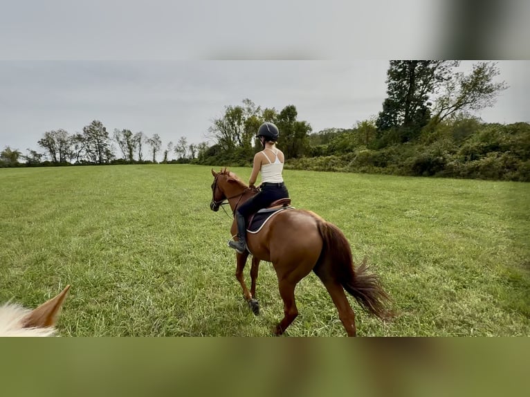 Thoroughbred Gelding 16 years 16.3 hh Chestnut in Gap