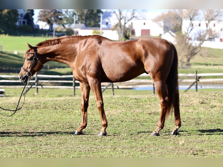 Thoroughbred Gelding 16 years 16.3 hh Chestnut in Gap