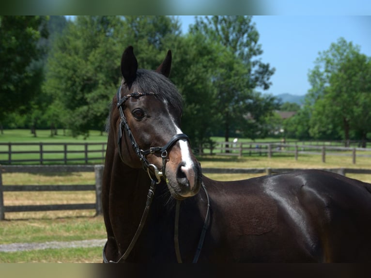 Thoroughbred Gelding 16 years 16 hh Black in H&#xF6;ggenRadstadt
