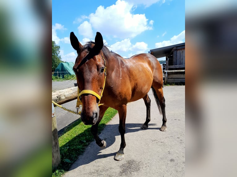 Thoroughbred Mix Gelding 16 years 16 hh Brown in Wachtberg