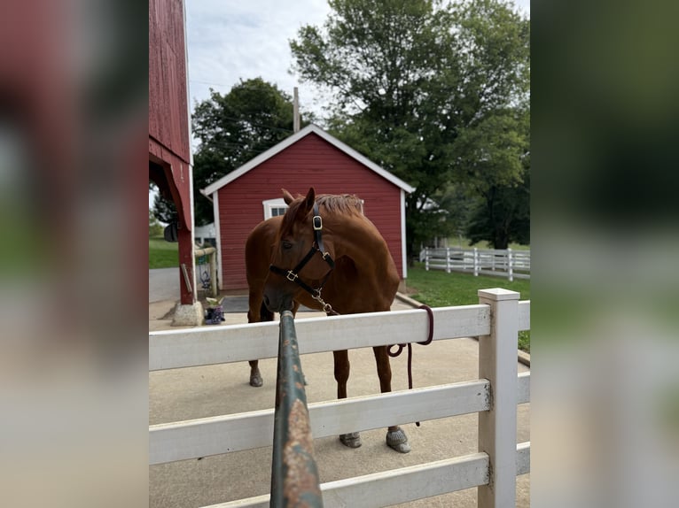 Thoroughbred Gelding 16 years 16,3 hh Chestnut in Gap