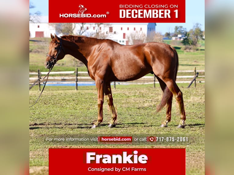 Thoroughbred Gelding 16 years 16,3 hh Chestnut in Gap