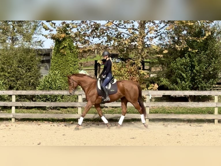 Thoroughbred Gelding 16 years 16,3 hh Chestnut in Gap