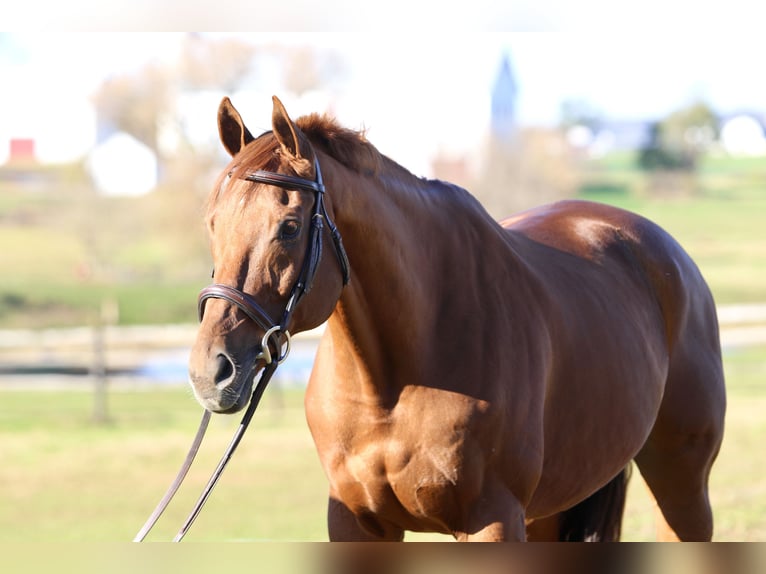 Thoroughbred Gelding 16 years 16,3 hh Chestnut in Gap