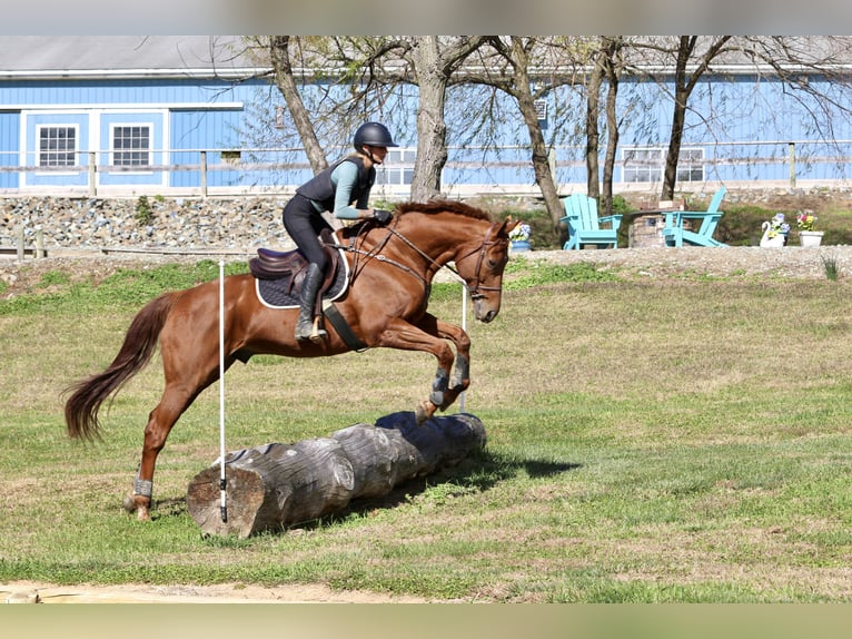 Thoroughbred Gelding 16 years 16,3 hh Chestnut in Gap